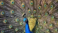 pic for Beautiful Peacock 